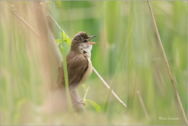 <p>RÁKOSNÍK VELKÝ (Acrocephalus arundinaceus) - Českolipsko --- /Great reed warbler – Drosselrohrsänger/</p>